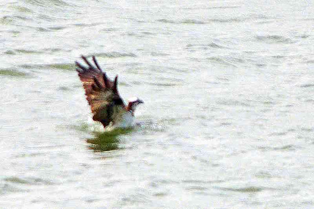 osprey, bird, half submerged in water