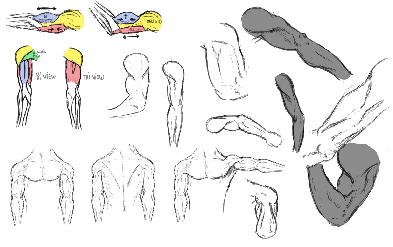 Ignorance is blistering. INACTIVE BLOG. upper arm anatomical studies