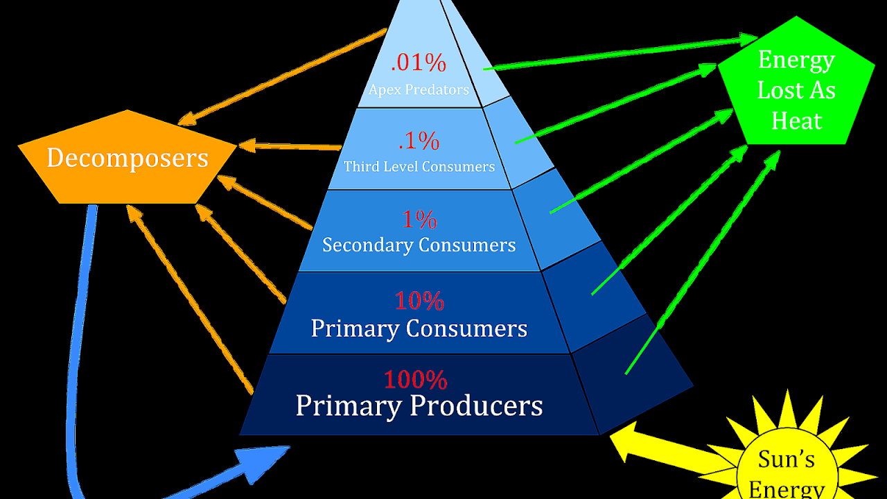 Rainforest Energy Pyramid Energy Choices