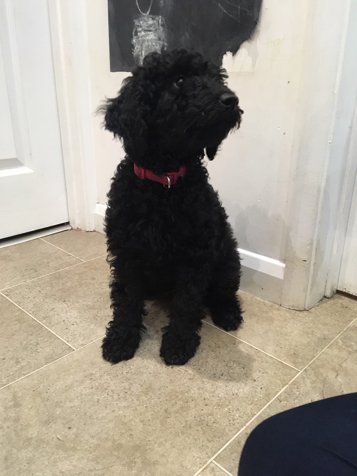 Weighing Puppies | Creating Software - A Sisyphean Task?