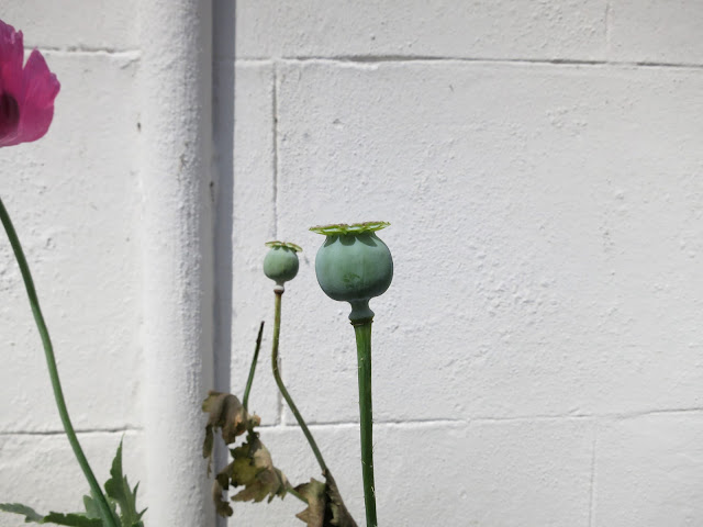Poppy seed head on stem in front of white wall. Pink poppy flower partly in view.
