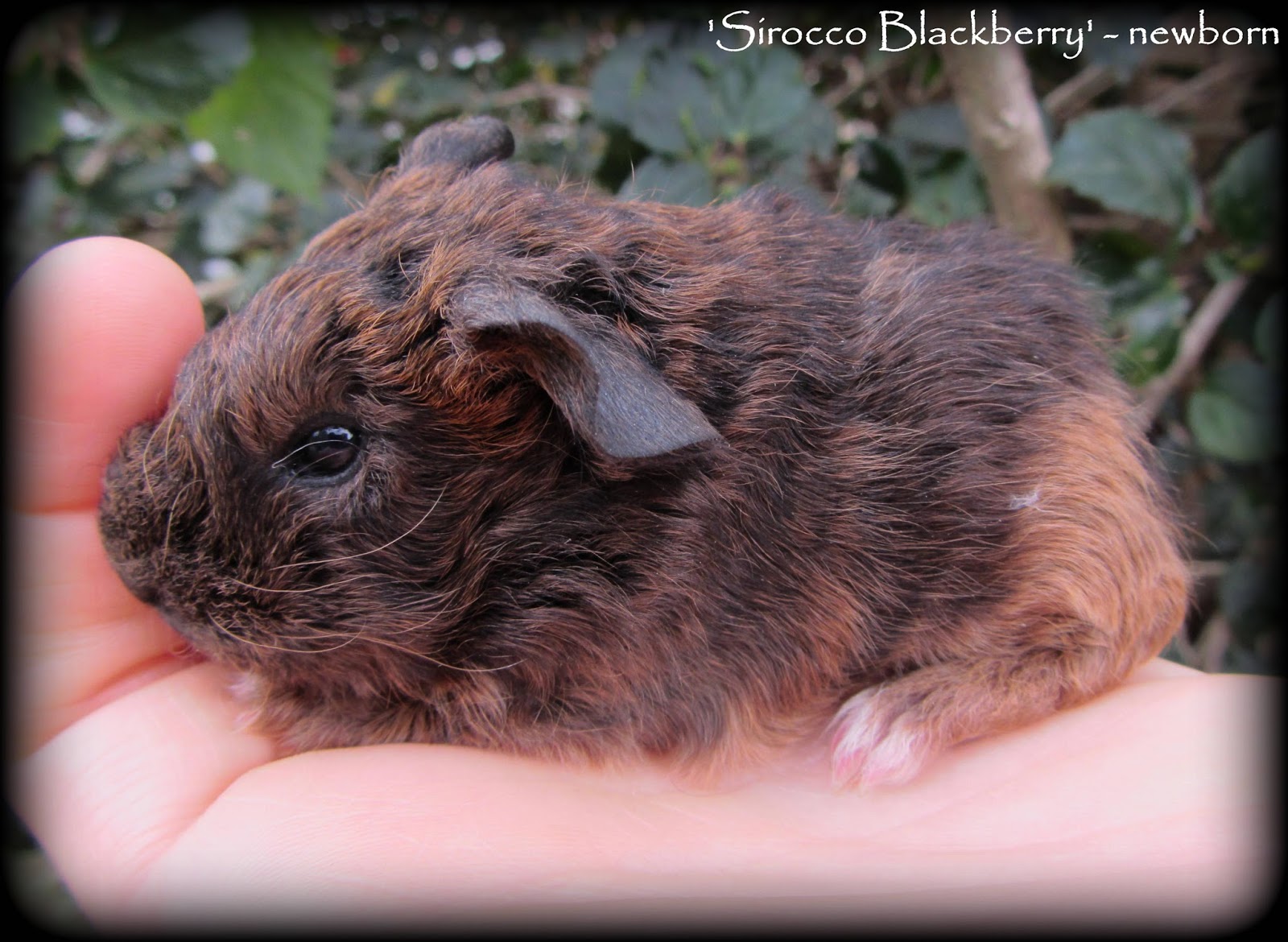 All Things Guinea Pig My Girls