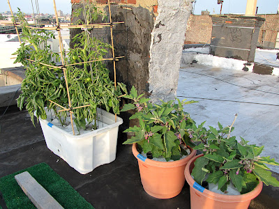 Bucolic Bushwick Rooftop Vegetable Garden 2011