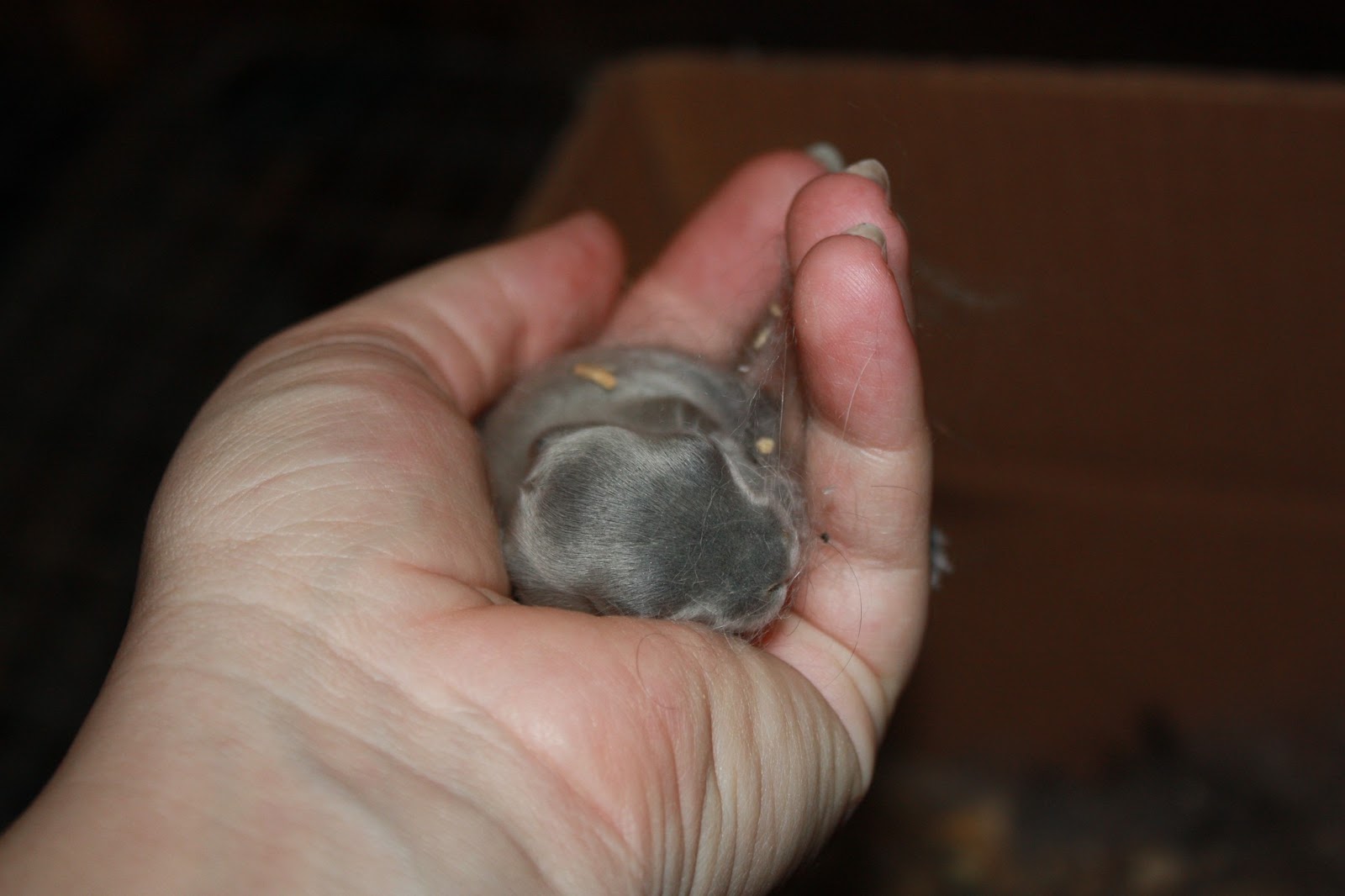 The Weeping Willow and The Ficus The Miracle of BirthRabbit Edition