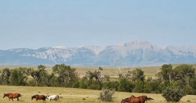 Horses Nature S Corner By Fabri Quilt Horses Nature S Corner By Fabri Quilt
