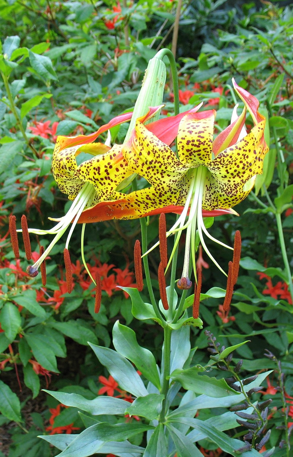 Using Native Plants Lilies