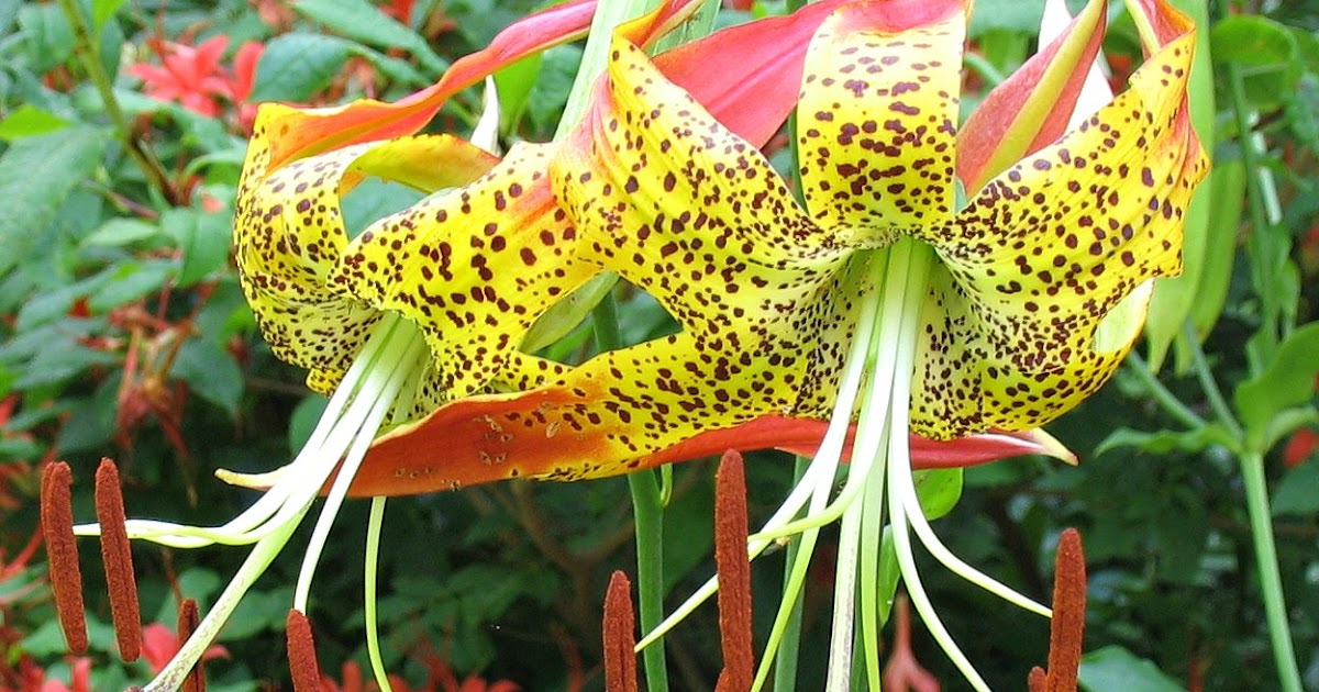 Using Native Plants Lilies