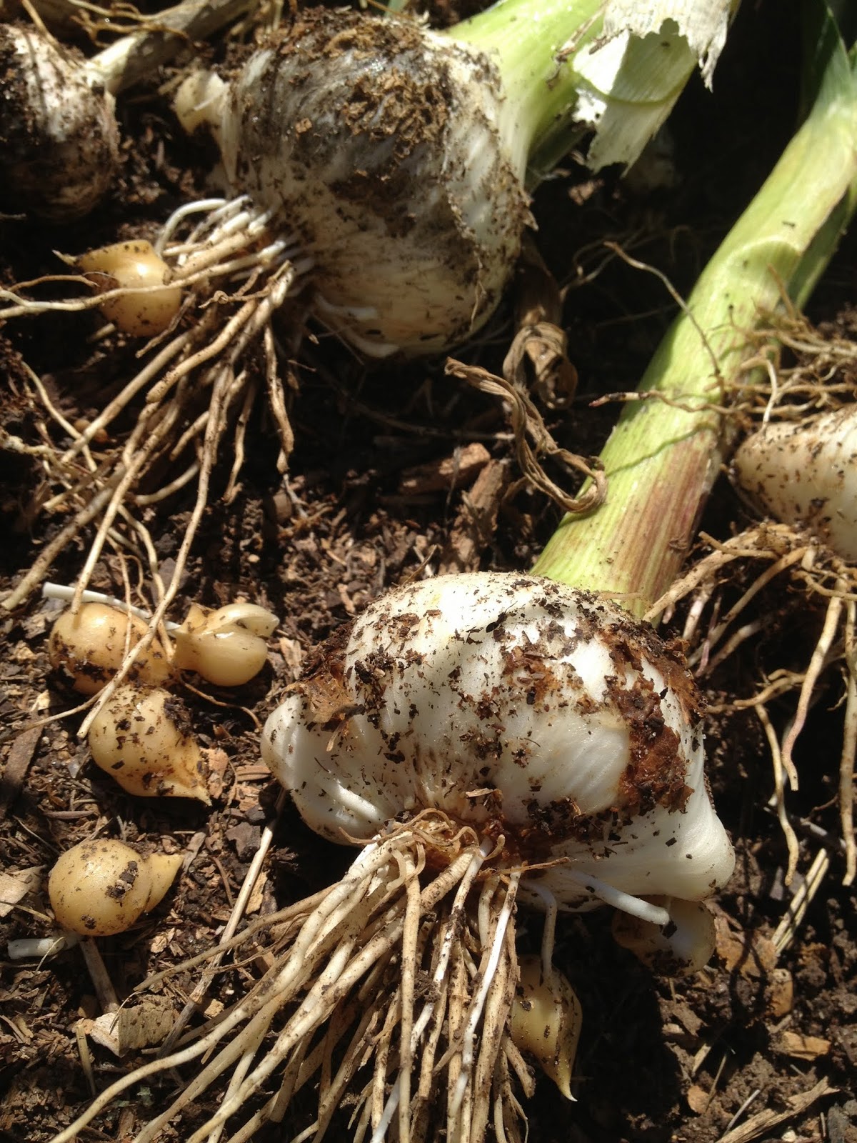 The Pitty Pat Pages Garlic Corms