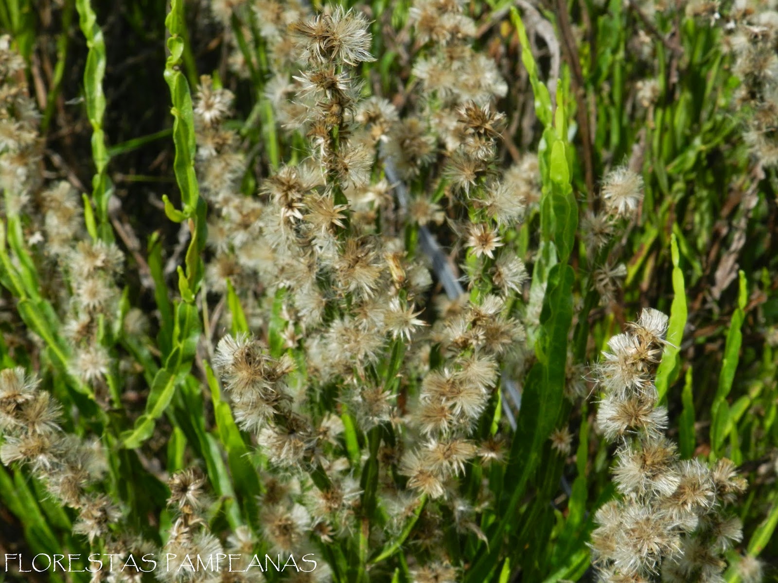 Florestas Pampeanas: março 2015