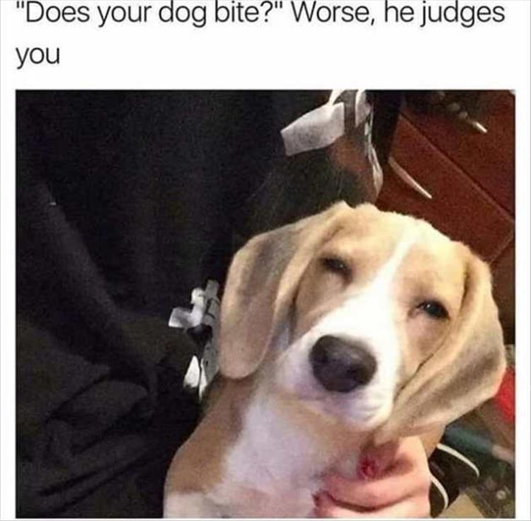 the-funny-animals-24.jpg