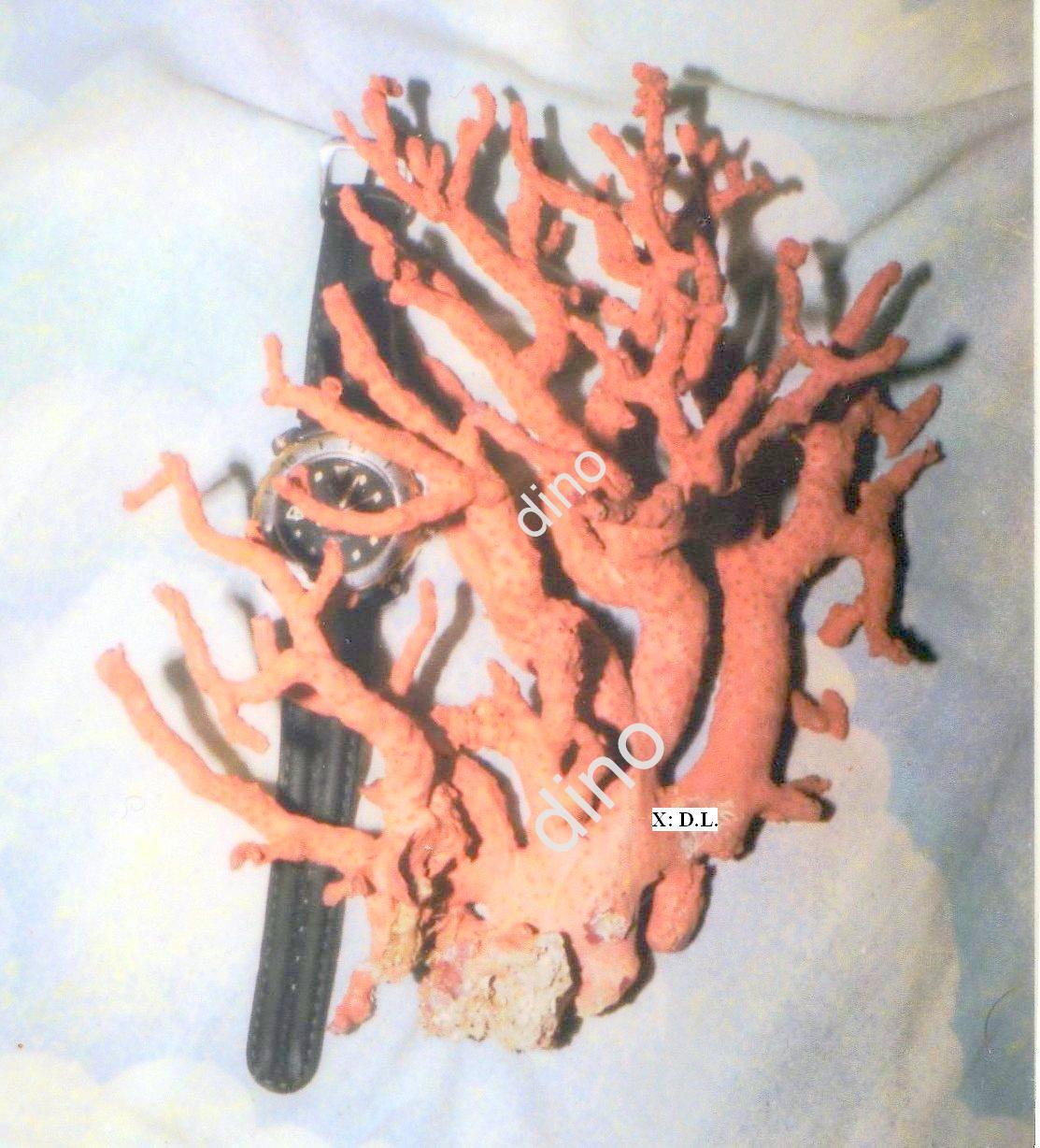 Pesca artesanal del coral rojo, VENTA. Dino L. Red coral FOR SALE.出售
