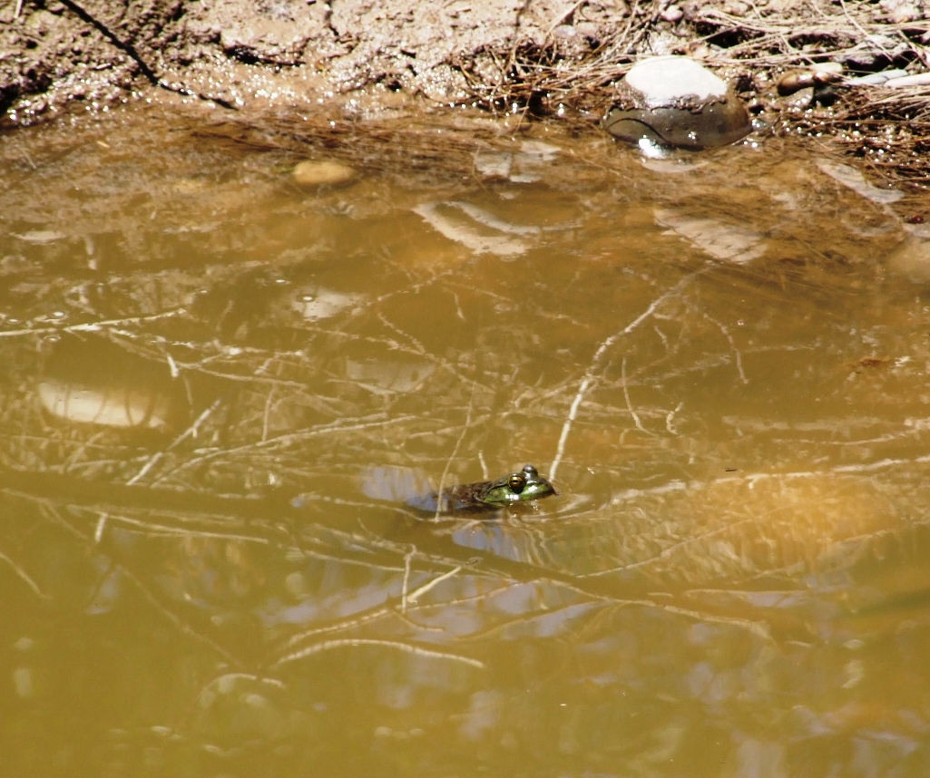 Skunk Tracks Frogs on Colorado River in Grand Junction