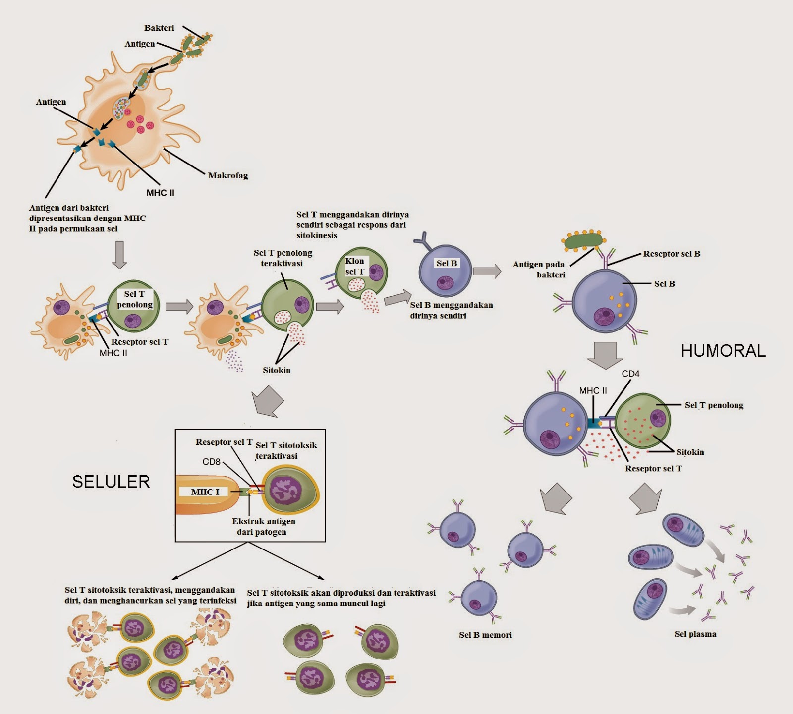 Struktur Apa Saja Pada Jaringan Ikat Yang Berfungsi Dalam Sistem Imunitas  Tubuh