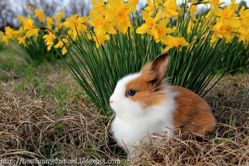 Bunny and flowers.