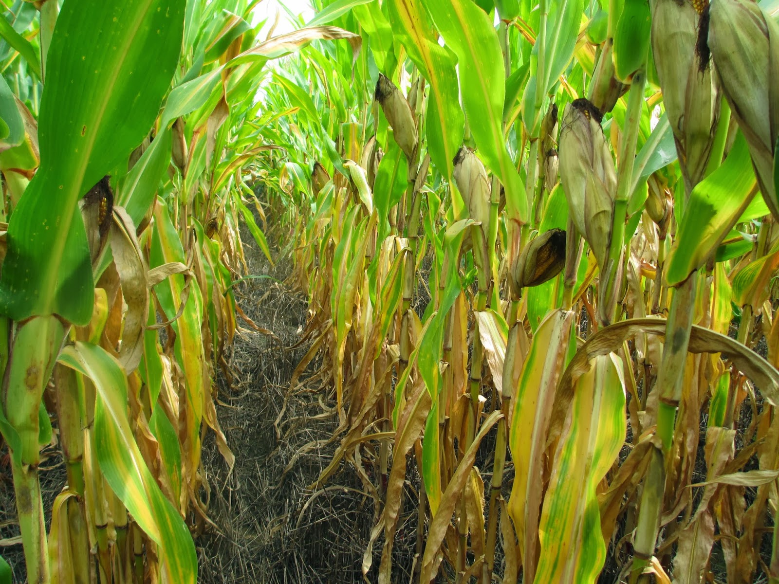 Grain Crops Update Good Corn Yields Despite Nitrogen Losses