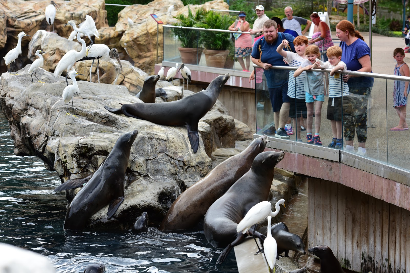 Closeup Animal Encounters and Rides to Enjoy at The SeaWorld Parks