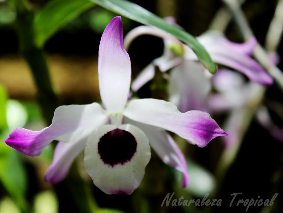 Orquídea Dendrobium nobile