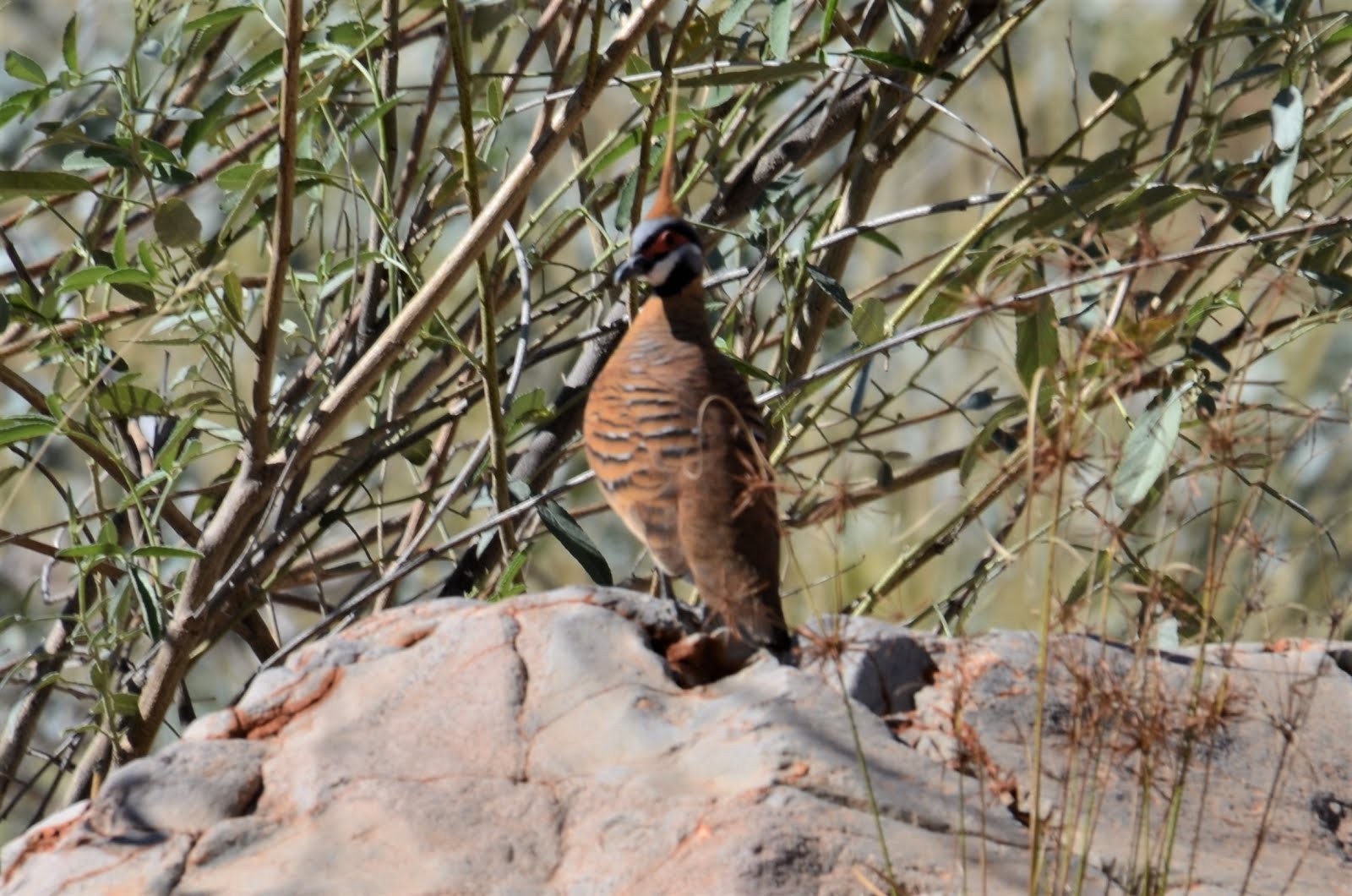 Spinifex Pigeon