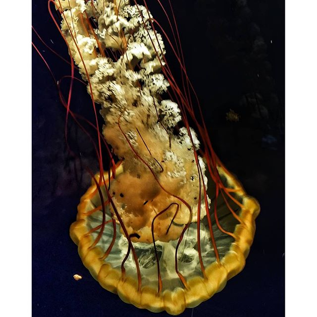 Tennessee Aquarium Jellyfish