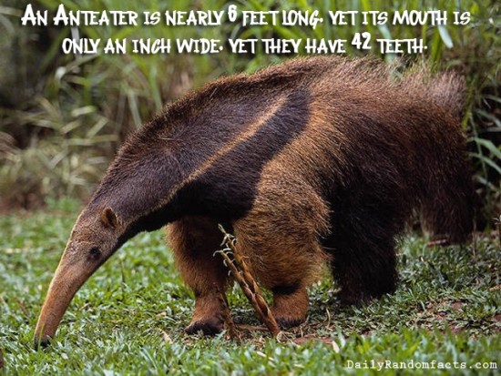 animal facts, facts about animals, interesting animal facts, anteaters fact