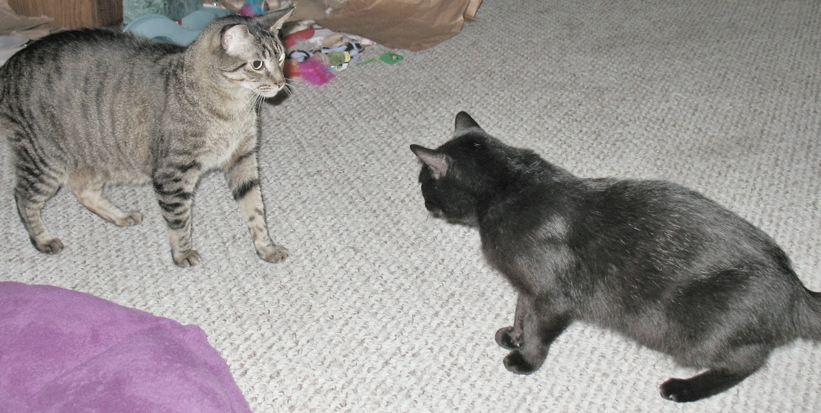 Growing Pains Momma Kat And Her Bear Cat