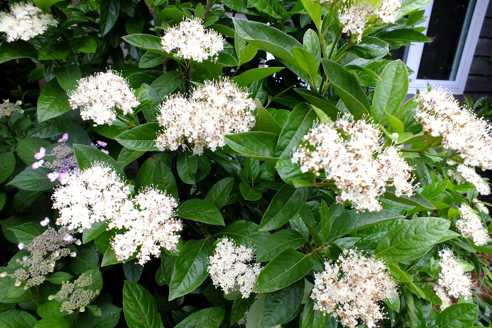 Gene's Garden Cool and Wet Week