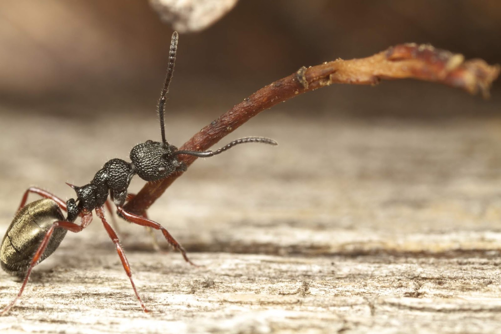 Variety of Life Dolichoderinae