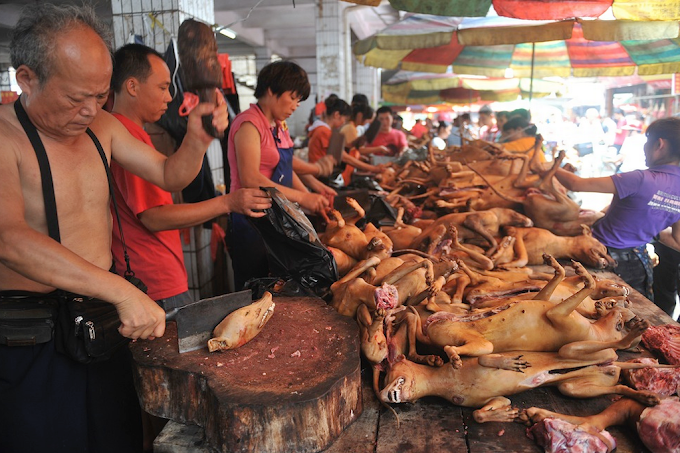 Ongezeko la Walaji wa Nyama ya Mbwa  Lazua Taharuki Nchini China