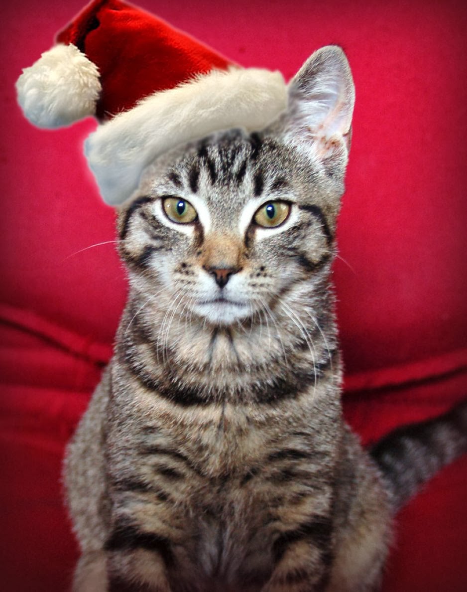 40 cutest santa cats to make your christmas delightful best