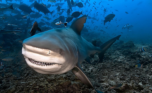 Hasil gambar untuk hiu banteng
