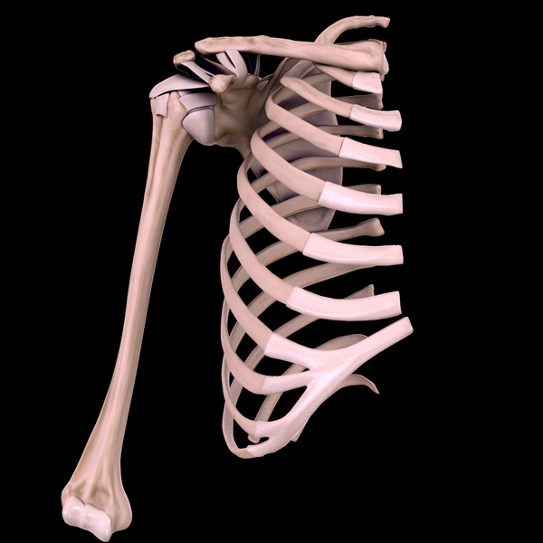 Bone 3d. 3 Д плечевая кость анатомия. Скелет плеча человека. Модель плечевой кости. Плечевая кость 3д модель.