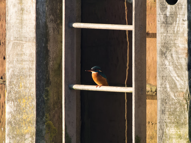Kingfisher on one of the escape ladders at Maryport Marina Photo of a kingfisher on one of the escape ladders at Maryport Marina