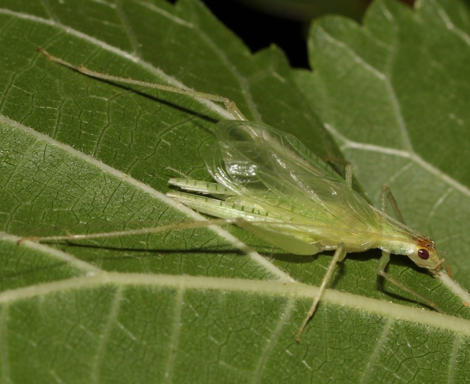 Ohio Birds And Biodiversity Making More Music Makers