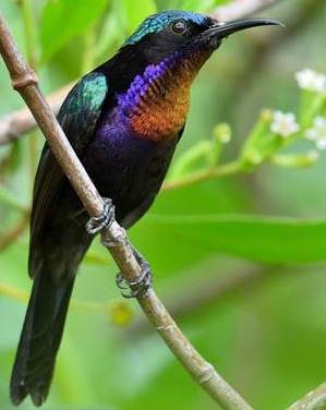 Mengenal Burung Kolibri Ninja Lebih Dekat Lengkap Dgn Gambarnya Mengenal Burung Kolibri Ninja Lebih Dekat Lengkap Dgn Gambarnya
