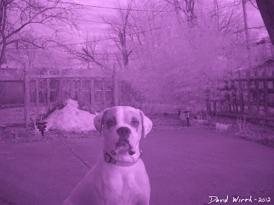 RAW infrared photo dog tree