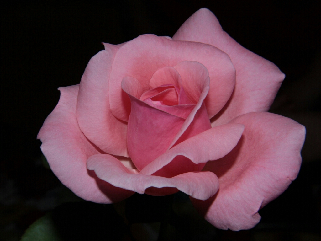 flowers for flower lovers.: Rose HD wallpapers.