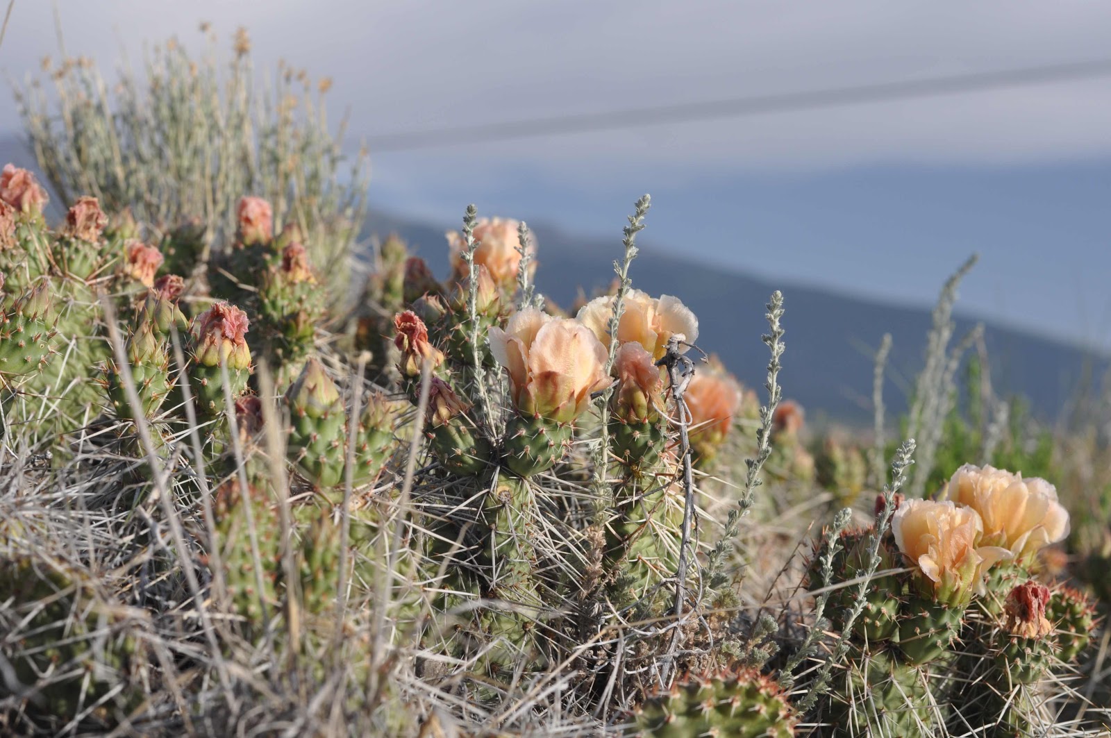 cactus Buena Vista coloradoviews.filminspector.com