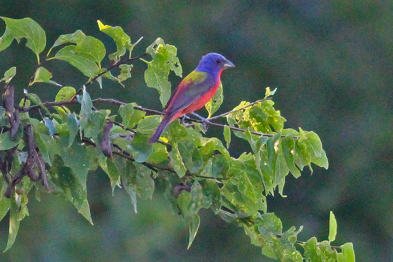 Dallas Trinity Trails Painted Buntings at the mouth of Five Mile Creek Dowdy Ferry Southern
