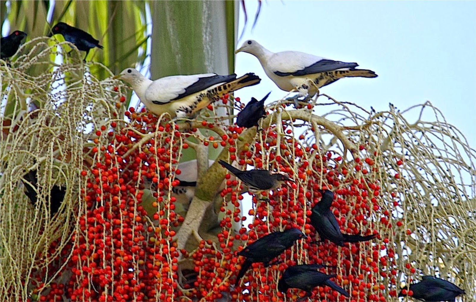 BANGALOW TREE TALES ATTRACTING BIRDS TO YOUR GARDEN, FOR A SONG....