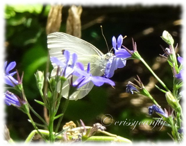 Alltagsaufhubscher Schmetterlinge