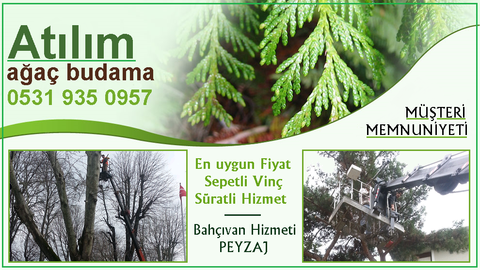 Atilim Budama 0531 935 09 57 Kadikoy Agac Budama Fiyatlari Sirketleri Firmalar Kesim Isleri Yapanlar