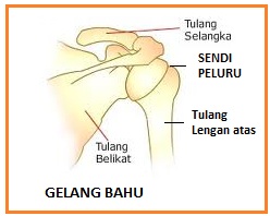 BIOLOGI GONZAGA BIO 4 SD SISTEM GERAK