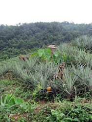 A pineapple farm in Nagaland