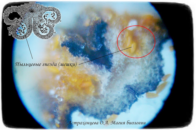 Гнезда-пыльника-лилейника-под-микроскопом