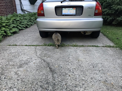 The PO'M is usually hanging out near or under The Cat Car in summertime