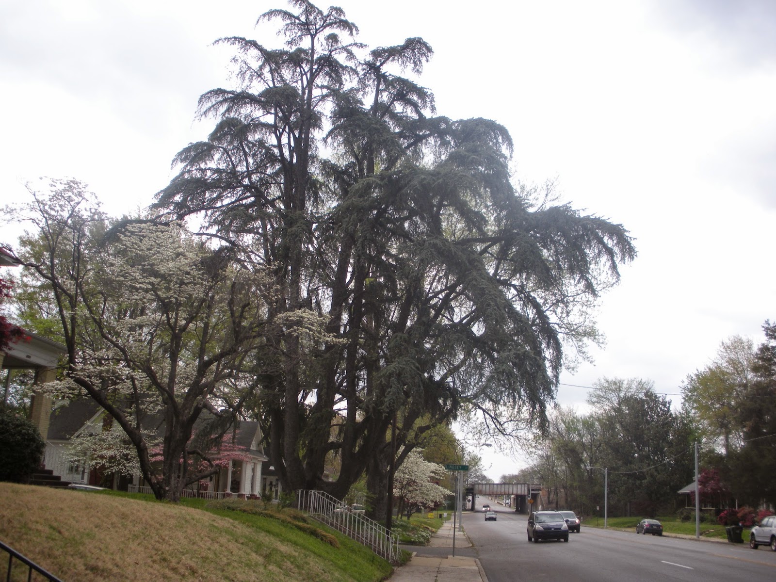 Memphis Trees April Comes to Memphis