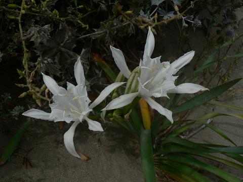 Flora de la Costa del Sol Occidental (silvestre y ornamental): Azucena de  playa (Pancratium maritimum)