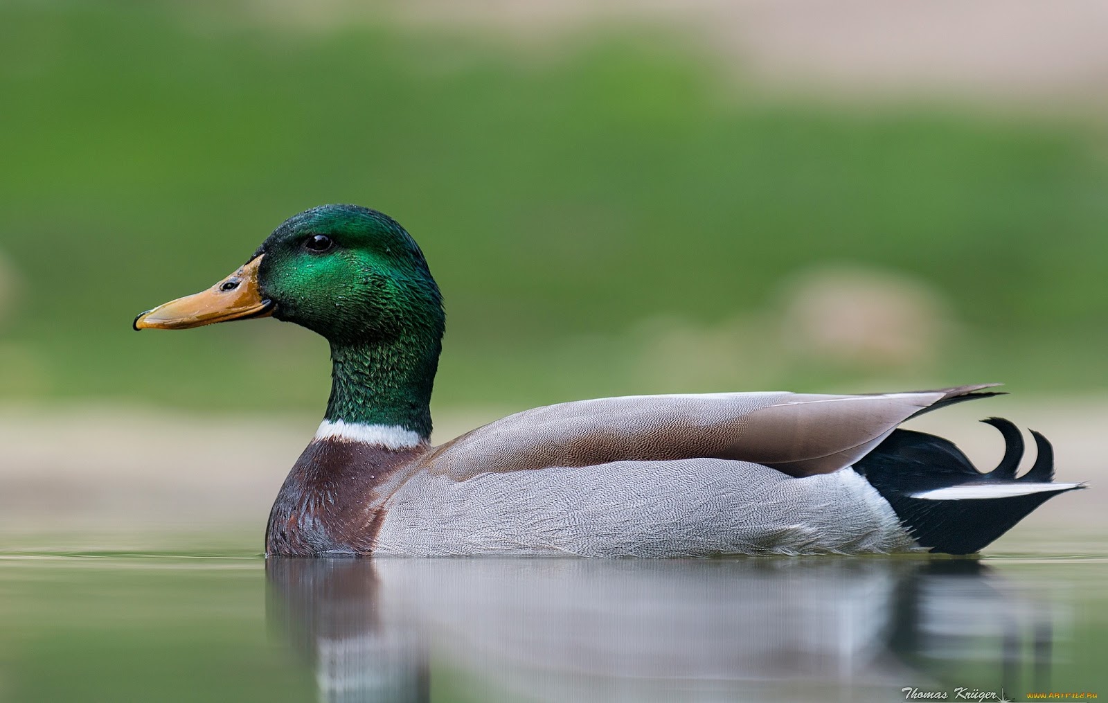 ivanildosantos gambar  hewan  bebek 