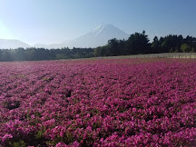 富士芝櫻花期統計2009-2018年