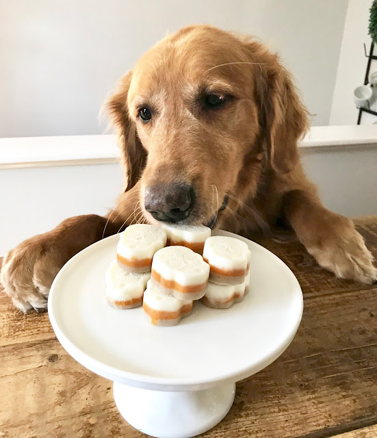 Day of the Dead Dog Treats golden retriever dog eating homemade halloween dog treats